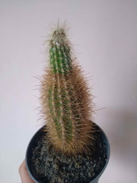 Photo of free Cacti (DA12) #2