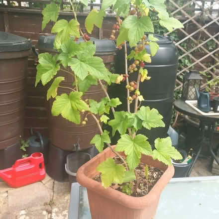 Photo of free Blackcurrant Bush (Putnoe MK41) #1