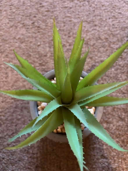 Photo of free Fake plant (Selhurst) #2
