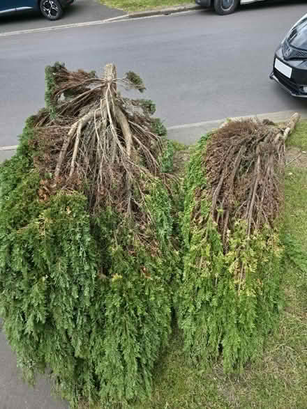 Photo of free Chopped down conifer (Morley, LS27) #1