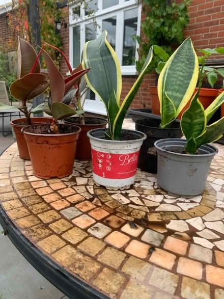 Photo of free House Plants (CT5) #1