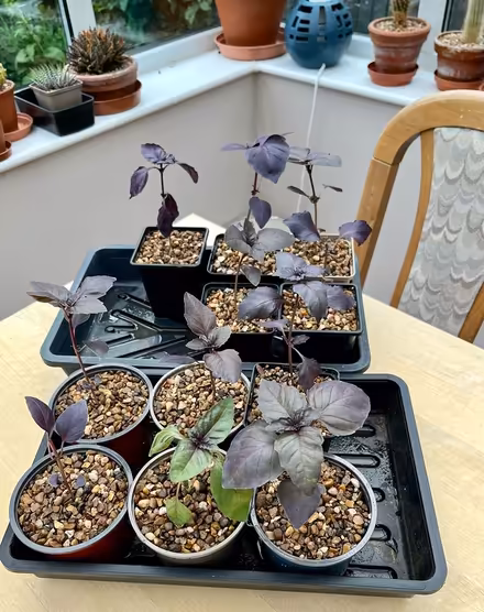 Photo of free Red leaved basil (Hatfield AL10) #1