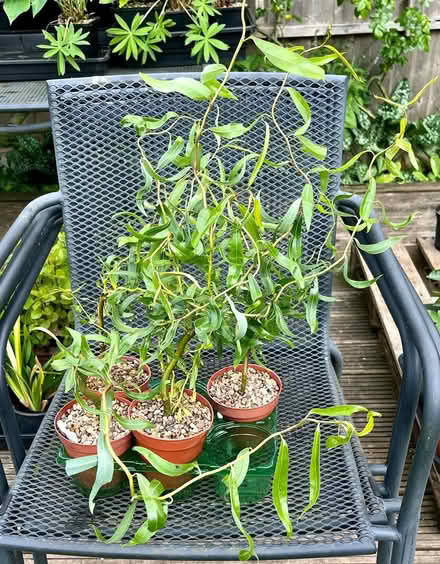 Photo of free Contorted willow (Hatfield AL10) #1