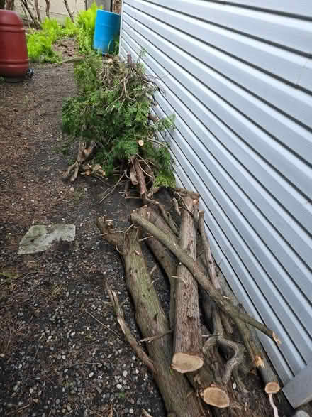 Photo of free Cedar limbs (wood) from hedge (Vanier north) #1