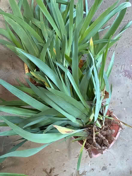 Photo of free Bearded Iris (Hillsborough, near the HS) #1