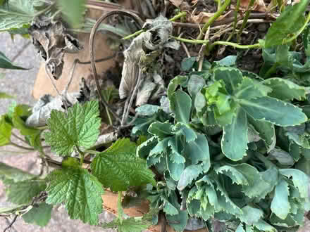 Photo of free Mixed perennials (Waterlooville PO7) #2