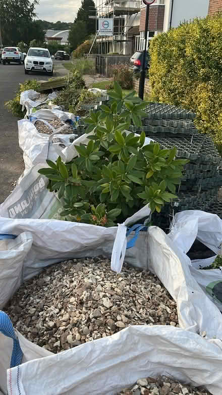Photo of free White rhododendron (BS9) #1