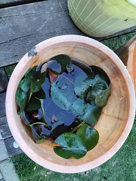 Photo of free Water Lily - (only 1 available now) (Welwyn AL6) #2