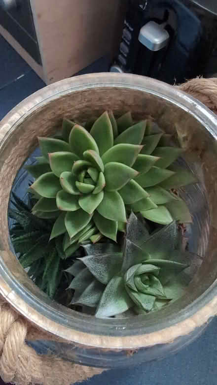 Photo of free Succulents in a jar (RG1, reading) #1