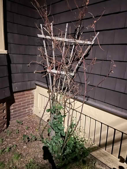 Photo of Trellis (Somerville, winter hill) #1