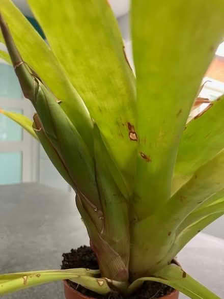 Photo of free House plant - Bromeliad (Cheadle Hulme SK8) #2