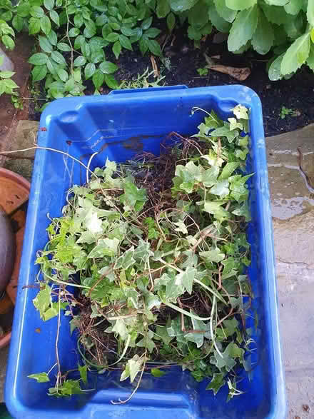 Photo of free Ivy cuttings with roots (Kensington W8) #1