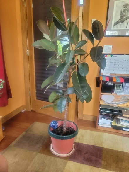 Photo of free rubber plant, 4 feet (mohegan lake, ny) #1