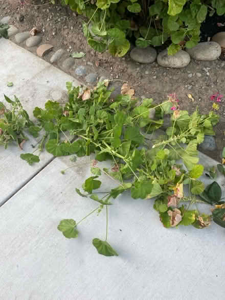 Photo of free geranium And rose cutting (Sunnyvale (near CalTrain)) #1