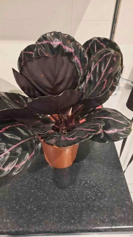 Photo of free House plant (Rose Hill OX4) #1