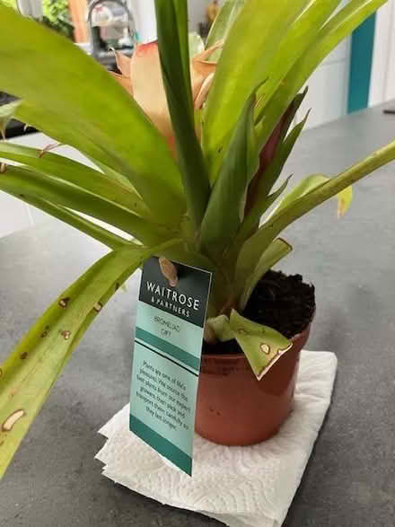 Photo of free House plant - Bromeliad (Cheadle Hulme SK8) #3