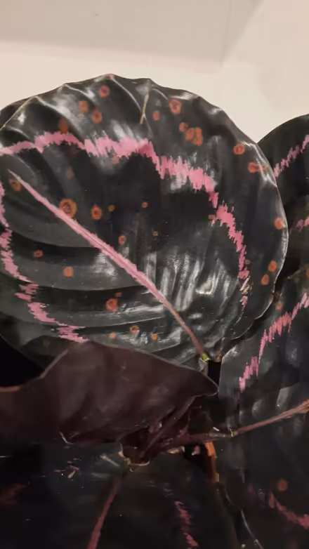 Photo of free House plant (Rose Hill OX4) #2