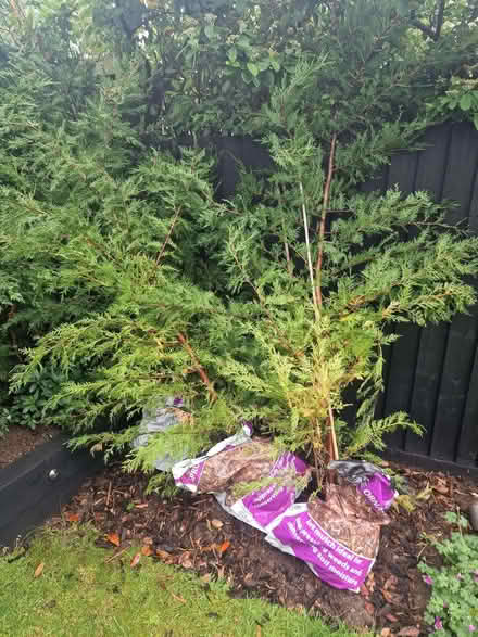 Photo of free 8 foot tall conifers (Hazlemere HP15) #1