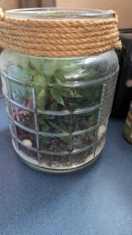 Photo of free Succulents in a jar (RG1, reading) #2