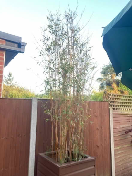 Photo of free Large bamboo (Enfield EN1) #2