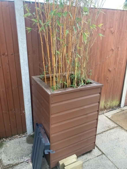 Photo of free Large bamboo (Enfield EN1) #1