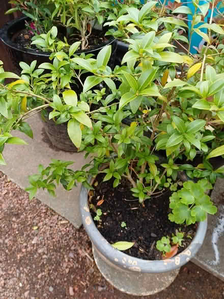 Photo of free Shrub (Larkhall) #2