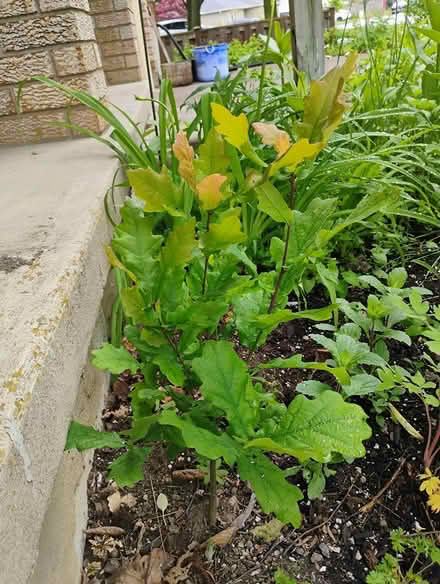 Photo of free Oak seedling, Westvale (Westvale, Waterloo) #1