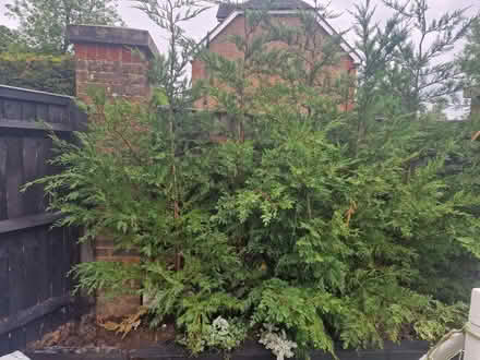 Photo of free 8 foot tall conifers (Hazlemere HP15) #2