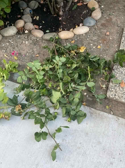 Photo of free geranium And rose cutting (Sunnyvale (near CalTrain)) #2
