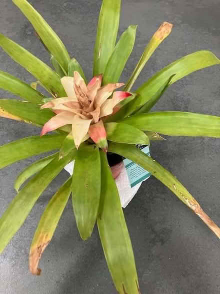 Photo of free House plant - Bromeliad (Cheadle Hulme SK8) #1