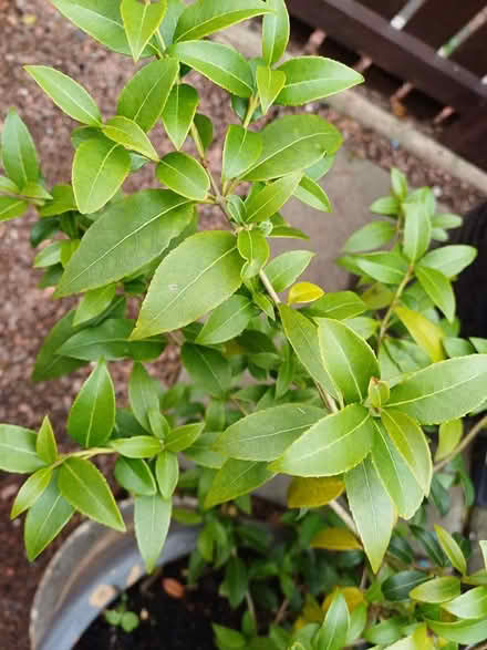 Photo of free Shrub (Larkhall) #1