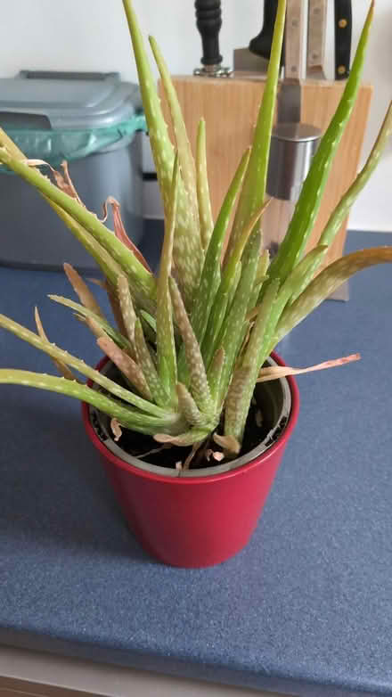 Photo of free Aloe Vera plant (RG1, reading) #1
