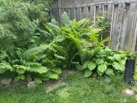 Photo of free Ferns (Elmvale Acres) #1