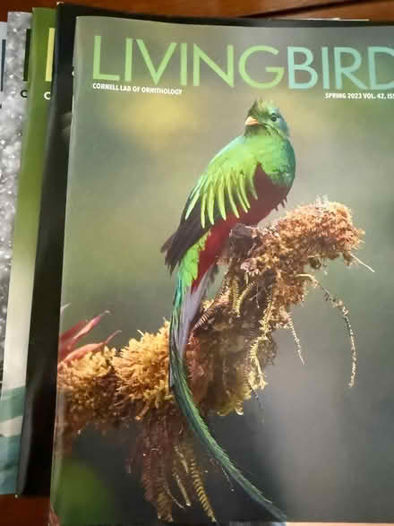 Photo of free Magazines (PH near Strandwood School) #2