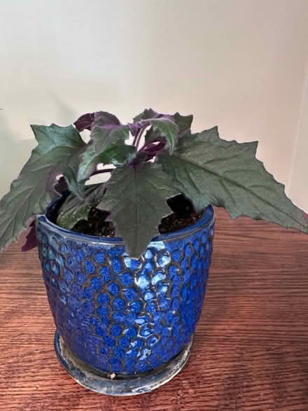 Photo of free Potted, healthy houseplants (60014) #1