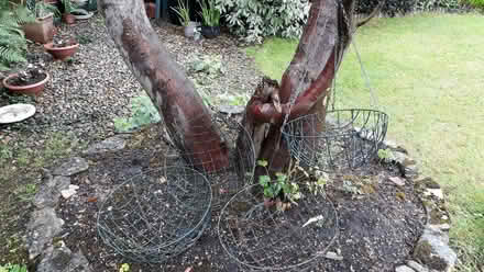 Photo of free 4 hanging baskets (Lindfield RH16) #2