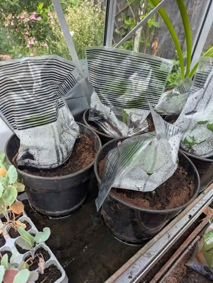 Photo of free Luffa (loofah) plants x2 (Swarkestone DE73) #1