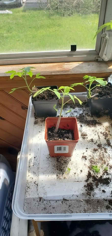 Photo of free Tomato plants (Springfield - Scenic Hills) #1