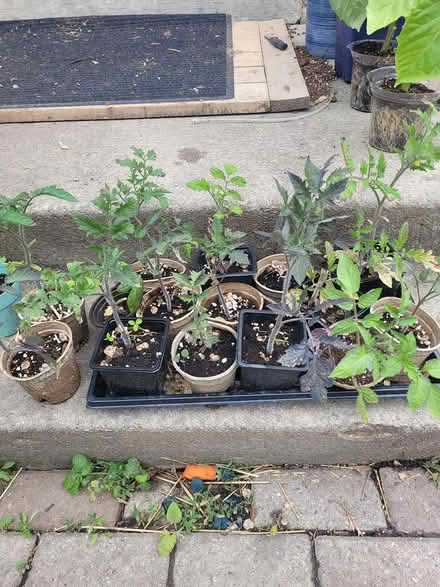 Photo of free Tomato plants (Streetsville area) #1