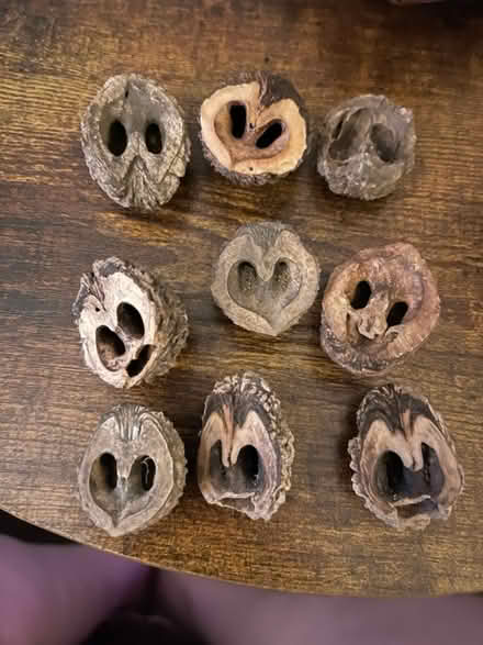 Photo of Already opened walnut shells (Glasco) #1
