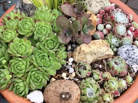 Photo of Garden Plants (Common Edge FY4) #2