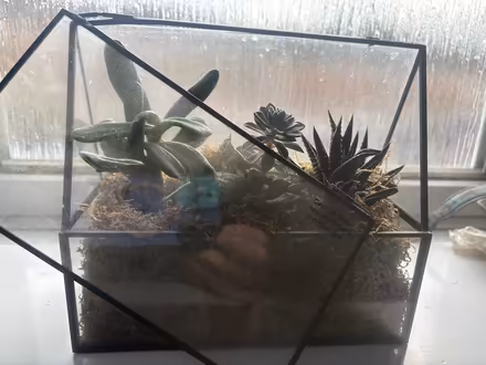 Photo of free Terraniums (B45) #2