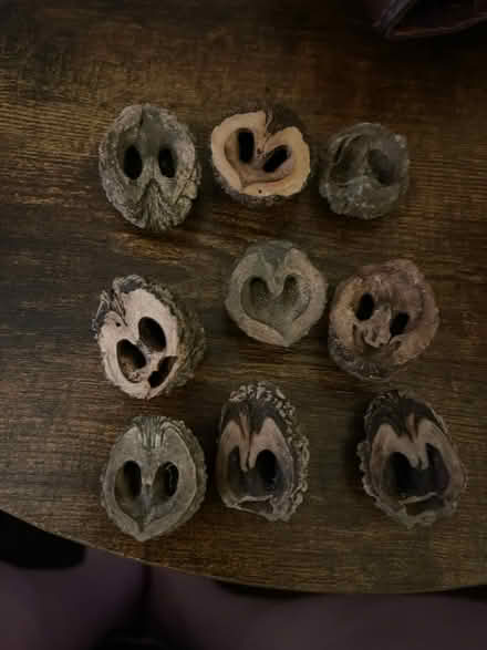 Photo of Already opened walnut shells (Glasco) #2