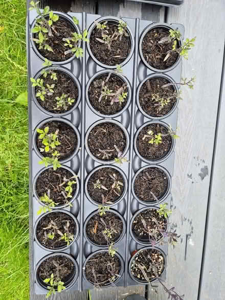 Photo of free Tomato plants (Tytherington SK10) #1