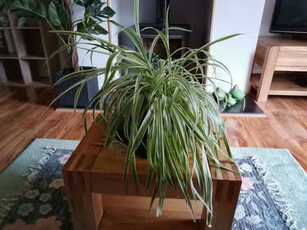 Photo of free Spider plant (Honley HD9) #1