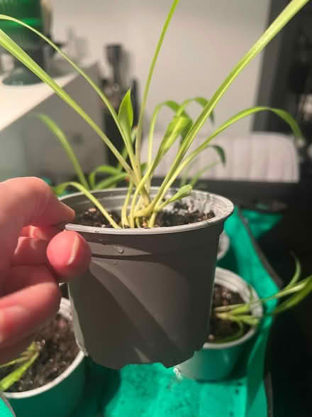 Photo of free Seven potted spider plants (SE1) #1
