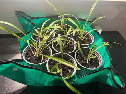 Photo of free Seven potted spider plants (SE1) #2