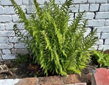 Photo of Garden Plants (Common Edge FY4) #1