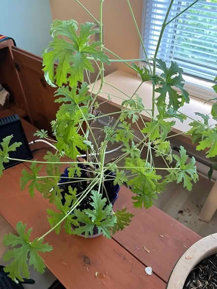 Photo of free Plant and ivy clippings (Near Downtown Erin) #1
