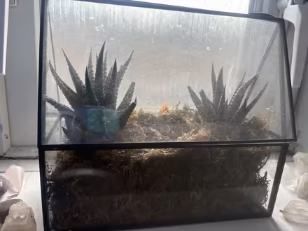 Photo of free Terraniums (B45) #1